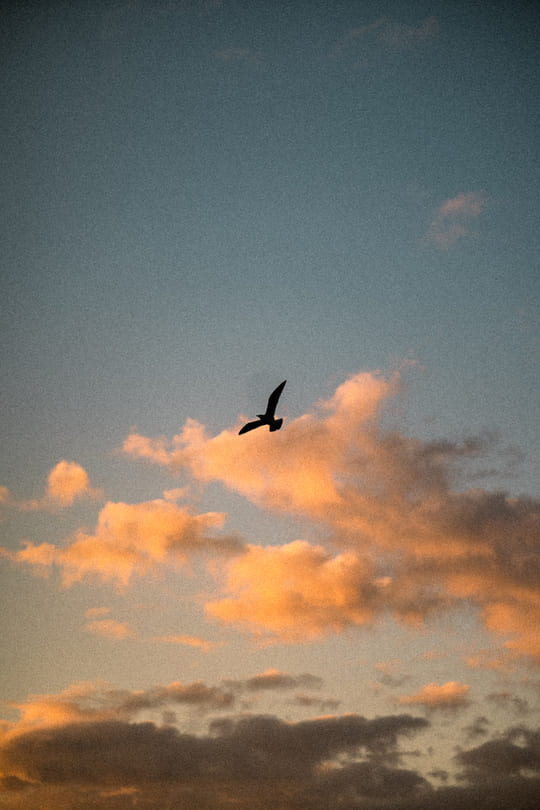 madeira-sunset-bird