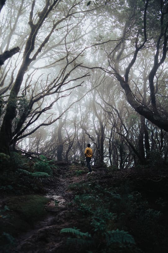 tenerife-fog-1